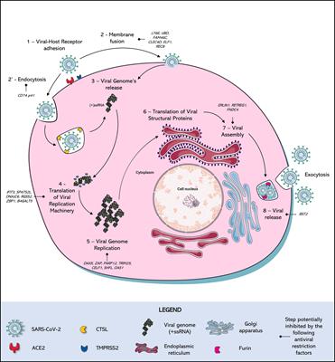 Choosing a cellular model to study SARS-CoV-2